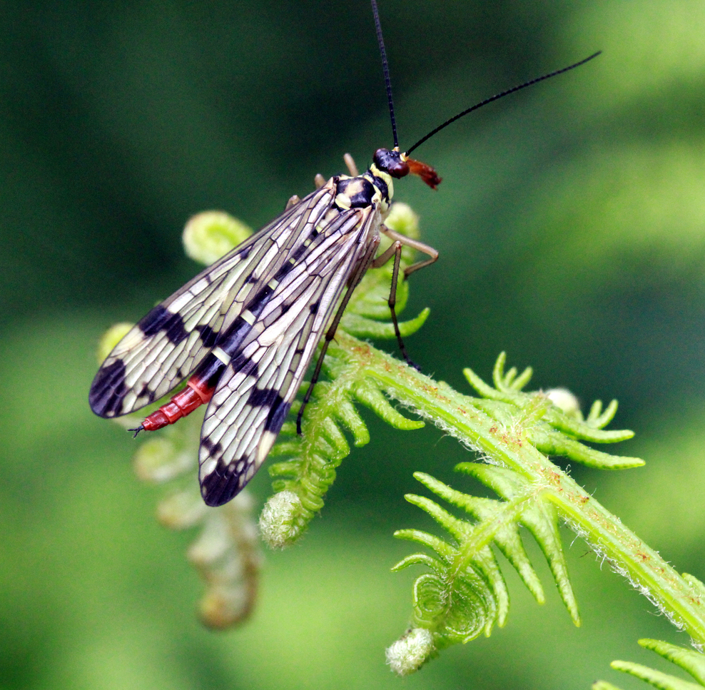 Scorpion fly The Wildlife Trusts